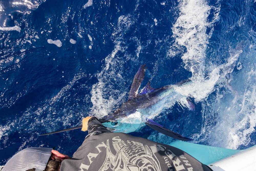 In Florida, we’re lucky to be able to catch white marlin as well!